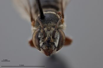 Media type: image;   Entomology 788851 Aspect: head frontal view